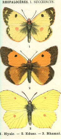 ATLAS DE POCHE DES PAPILLONS DE FRANCE SUISSE ET BELGIQUE, 72 PLANCHES COLORIÉES
